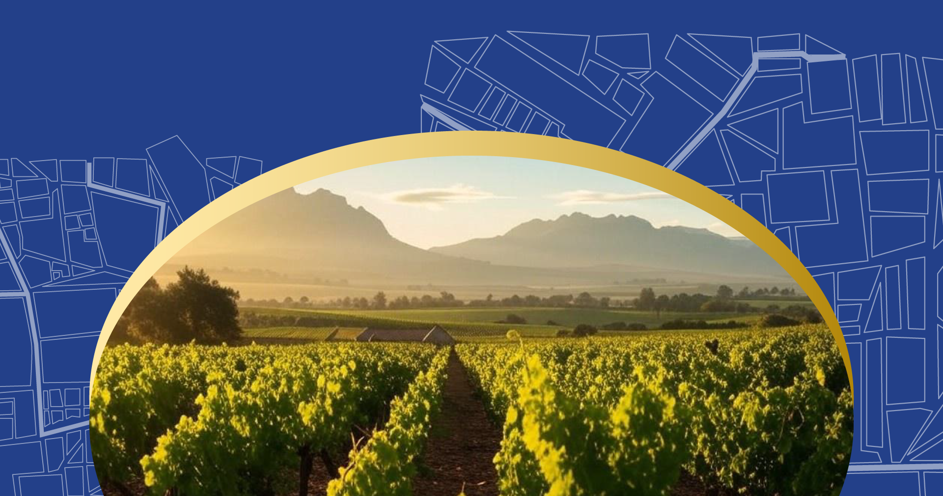Vineyards in the Stellenbosch winelands
